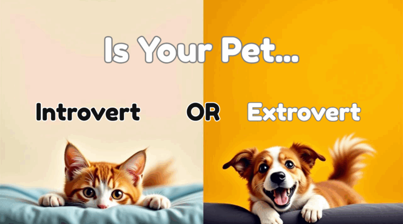 introvert-or-extrovert